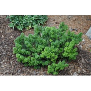 Jedľa balzamová (Abies balsamea) ´NANA´ -  výška 15-25 cm, Ø 20-30 cm, kont. C3L